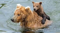cute-bears