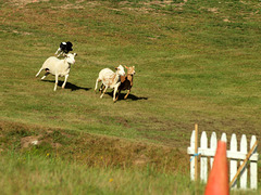 Sheepdog Trials @ the NH Highland Games 2015