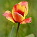 La tulipe ... suis fan