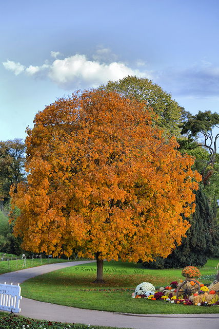 Wunderschöne Herbstfarben (Wilhelma)