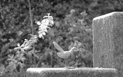 The other bird in the cemetary