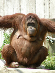 Orangutan at St. Paul Zoo