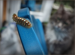 Some caterpillar