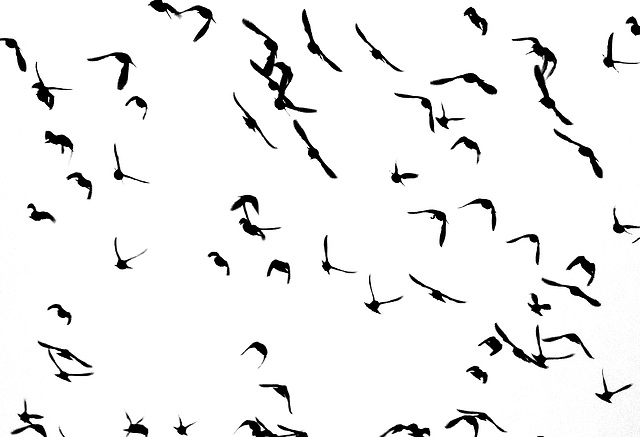 Flock of Starlings on White