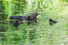 The Pond Moorhen and chicks