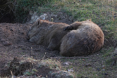 Sleeping Wombats