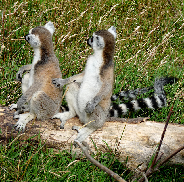 Ring-tailed Lemurs Wondering, 'What's Going On Over There?'