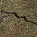 Snake in the grass, Moutmarka nature reserve