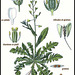 Capsella bursa-pastoris Moench