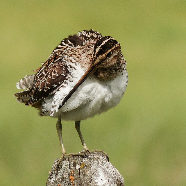 Reaching those faraway feathers