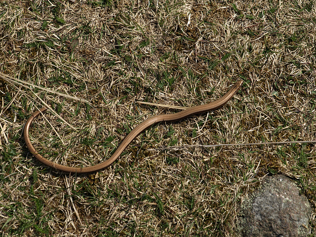 snake in the grass 2, moutmarka nature reserve