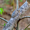 Tree frog on tree branch
