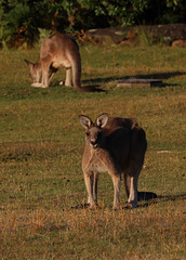 Forest Kangaroos