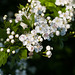 May 13th: hawthorn blossom