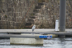 oaw - marina heron 1