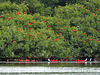 Scarlet Ibis and Egrets, Caroni Swamp