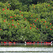 Scarlet Ibis and Egrets, Caroni Swamp