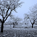 Winter in einem Obstgarten - Winter in an orchard