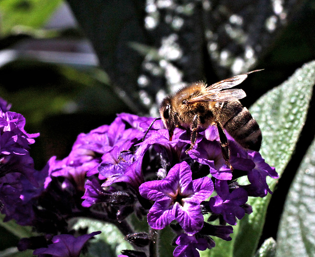 Kleine Biene auf Vanilleblume (Pic in Pic)