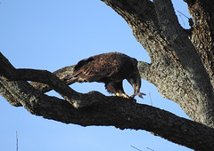 Bald Eagle, Juvenile