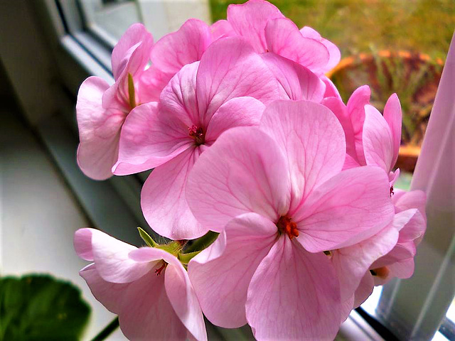 Lovely pink geranium - new colour