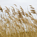 Reeds in seed