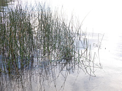 Plantas del lago