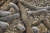 Creeping Devil, Take #1 – Desert Botanical Garden, Papago Park, Phoenix, Arizona