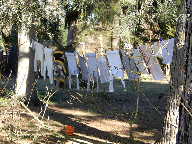 Große Wäsche im Wald