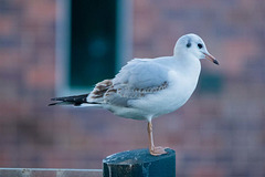 Seagull 1