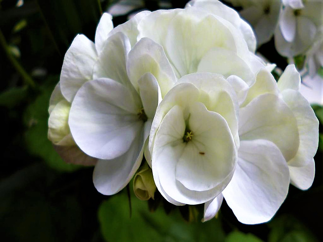 Great white geranium