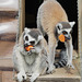 Two Ring-tailed Lemurs with Carrots