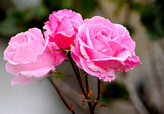 Lovely Roses in Lerwick