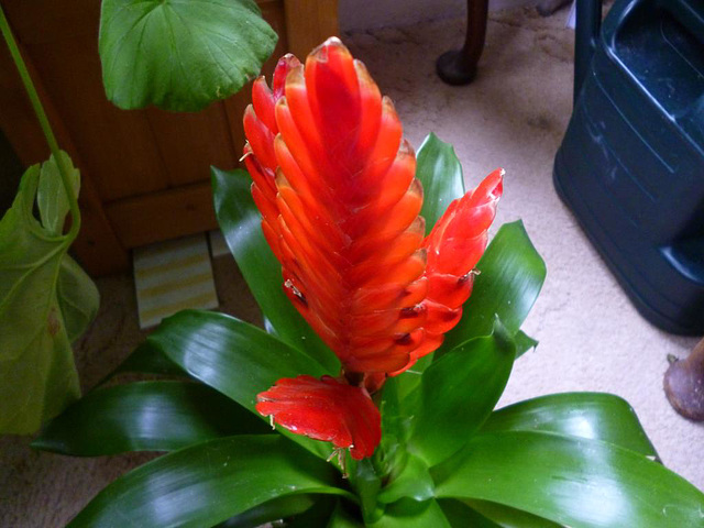 New vivid red feather shaped plant