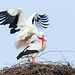 White Stork / Ooievaar (Ciconia ciconia)