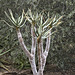 Quiver Tree, #2 – Desert Botanical Garden, Papago Park, Phoenix, Arizona