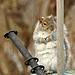 squirrel 2 DSC 4051