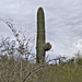Standing Sentry, Take #2 – Desert Botanical Garden, Papago Park, Phoenix, Arizona