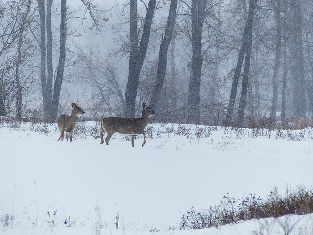 White-tailed Deer through the snow