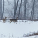 White-tailed Deer through the snow