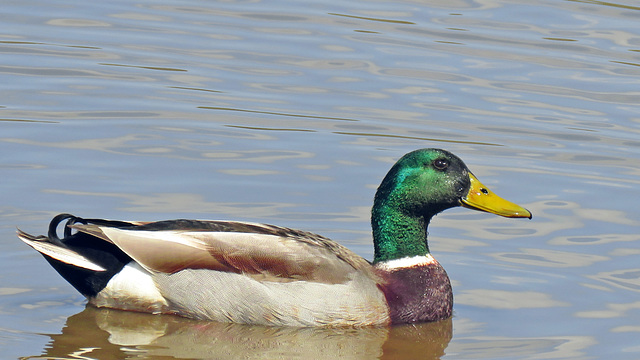 Mallard Duck - Male