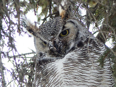 Curious glance from a Great Horned Owl