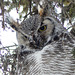 Curious glance from a Great Horned Owl