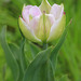 Rose tulipe