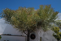 Euphorbia kamponii
