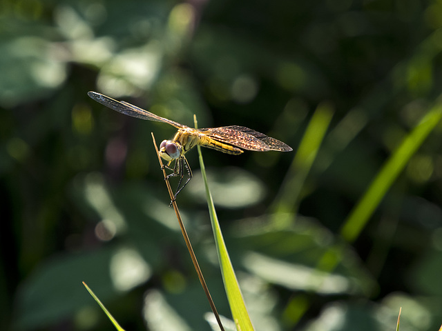 The light creates sparkle and iridescence on the wings of the dragonfly (campaign of Ponderano, Biella, august 8 afternoon)