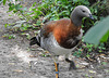 20190901 5648CPw [D~VR] Ente, Vogelpark Marlow