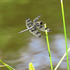 Twelve-spotted skimmer (M)