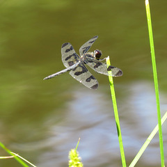 Twelve-spotted skimmer (M)