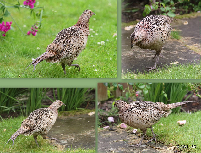 Young Pheasants "Up gets a guinea, bang goes a penny-halfpenny, and down comes a half a crown"